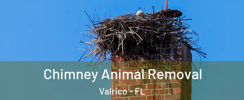  Chimney Animal Removal Valrico - FL
