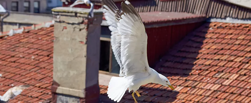 Residential Chimney Animal Removal Solution in Valrico, FL