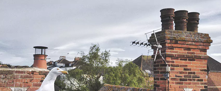 Chimney Cleaning And Restoration in Valrico, Florida